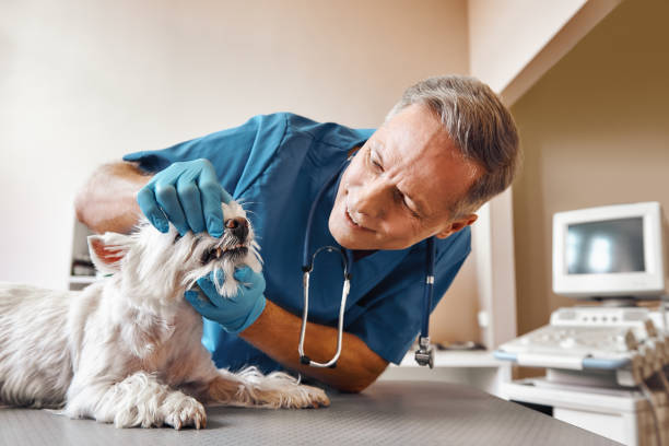Best Mobile Emergency Dentist in Bertsch Oceanview, CA